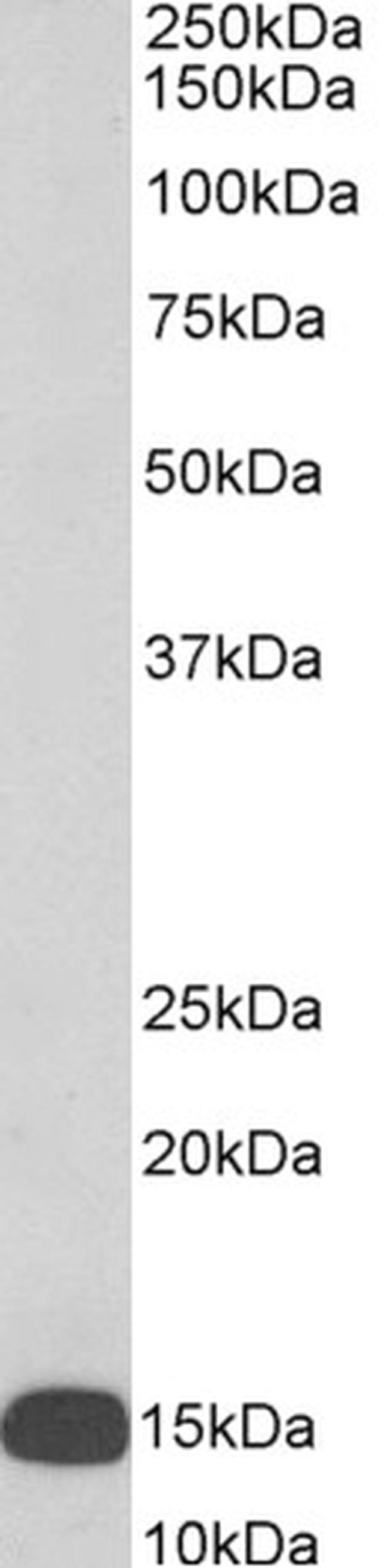 FLAP Antibody in Western Blot (WB)