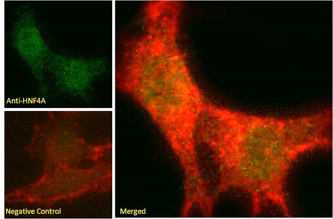 HNF4A Antibody in Immunocytochemistry (ICC/IF)