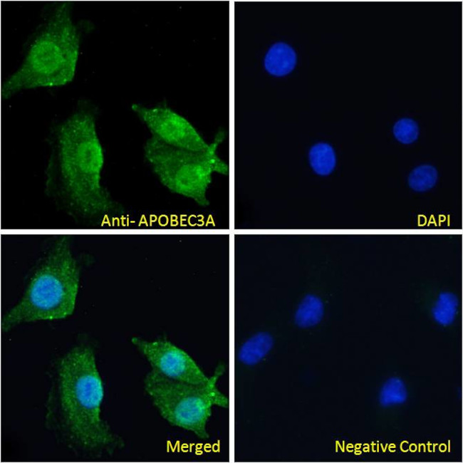 APOBEC3A Antibody in Immunocytochemistry (ICC/IF)