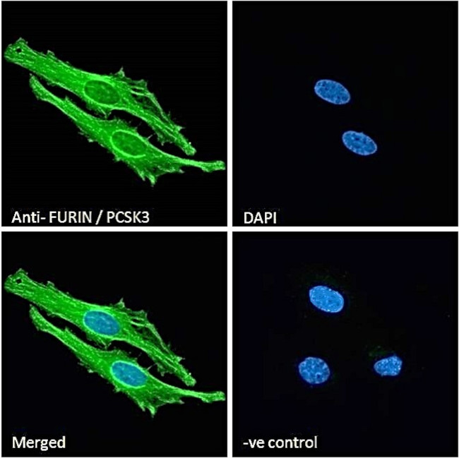 Furin Antibody in Immunocytochemistry (ICC/IF)