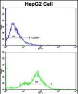 CEACAM1 Antibody in Flow Cytometry (Flow)