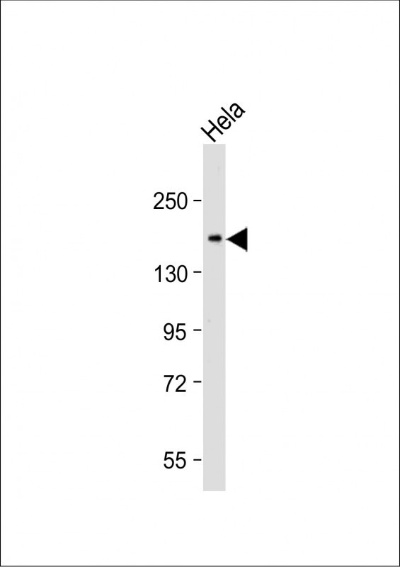 CEACAM1 Antibody in Western Blot (WB)