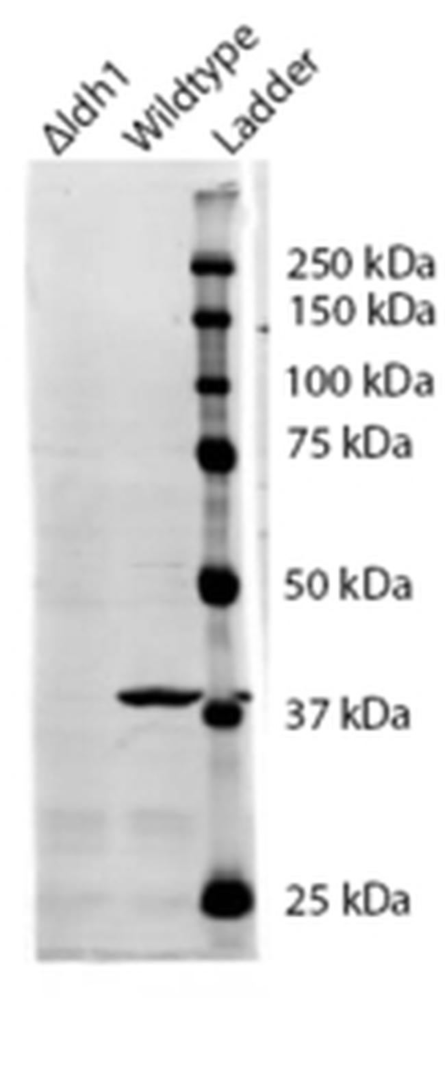 IDH1 Antibody in Western Blot (WB)