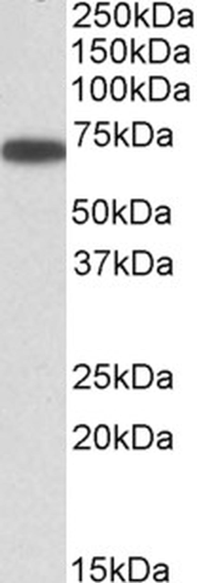 ERO1L Antibody in Western Blot (WB)