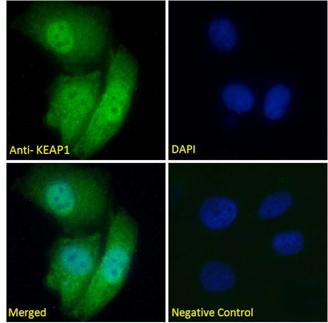 KEAP1 Antibody in Immunocytochemistry (ICC/IF)