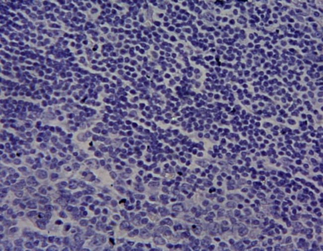 CYP1A1 Antibody in Immunohistochemistry (Paraffin) (IHC (P))