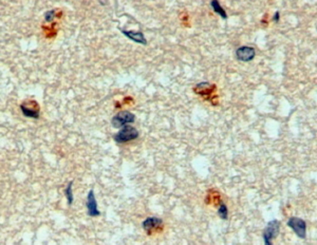 MFNG Antibody in Immunohistochemistry (Paraffin) (IHC (P))