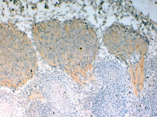 NUMBL Antibody in Immunohistochemistry (Paraffin) (IHC (P))