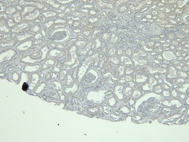 Calbindin D28K Antibody in Immunohistochemistry (Paraffin) (IHC (P))