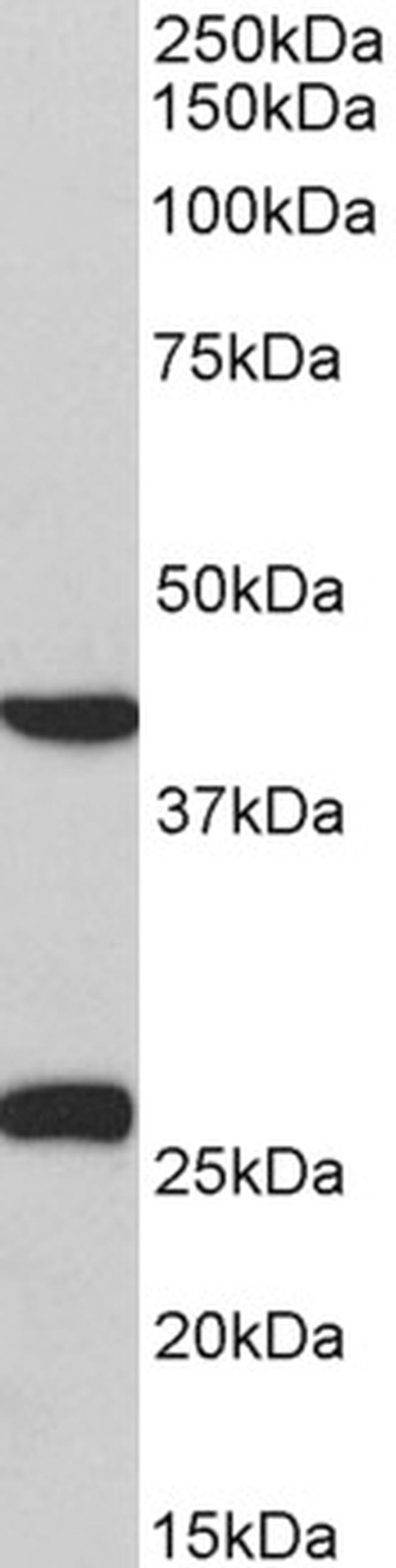 MKP3 Antibody in Western Blot (WB)