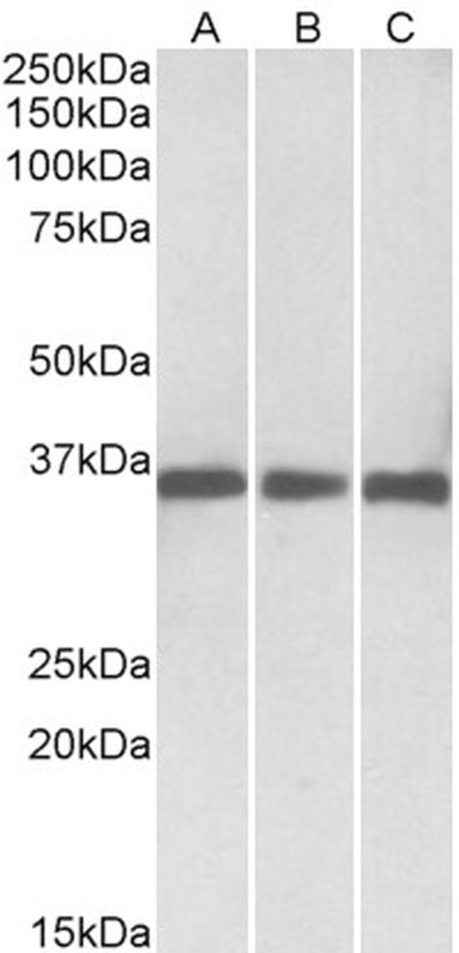 MDH1 Antibody in Western Blot (WB)