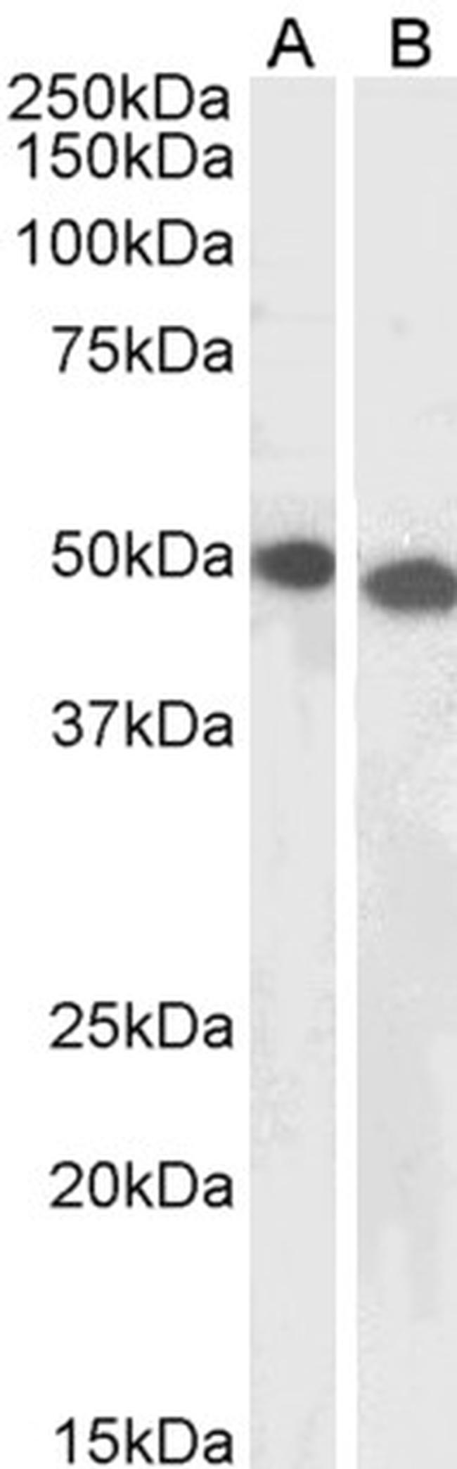 DPF2 Antibody in Western Blot (WB)