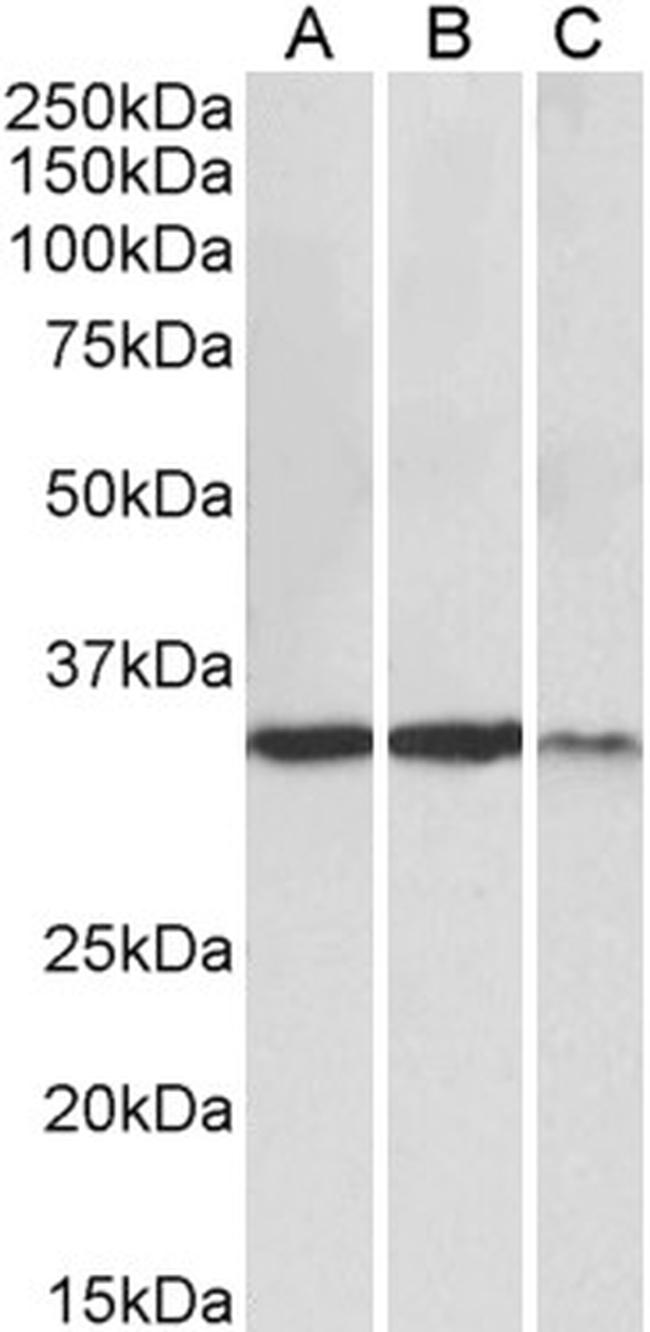 LDHA Antibody in Western Blot (WB)