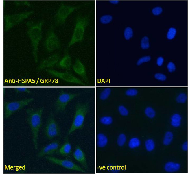 GRP78 Antibody in Immunocytochemistry (ICC/IF)