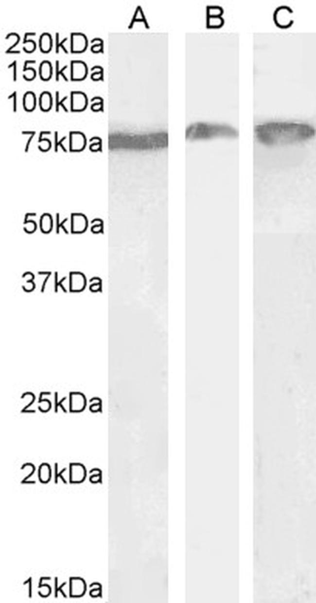 GRP78 Antibody in Western Blot (WB)