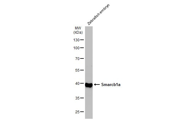 SMARCB1 Antibody in Western Blot (WB)