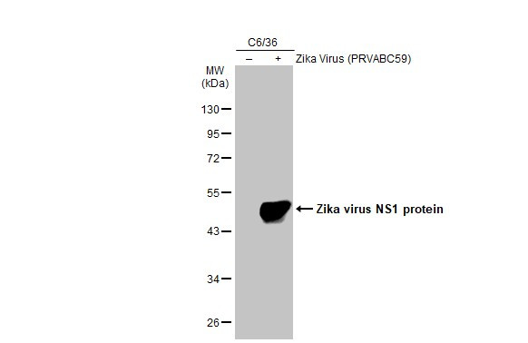 Zika Virus NS1 (strain H/PF/2013) Antibody in Western Blot (WB)
