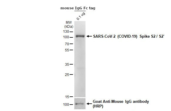 SARS-CoV-2 Spike Protein S2/S2' (strain Wuhan-Hu-1) Antibody in Western Blot (WB)