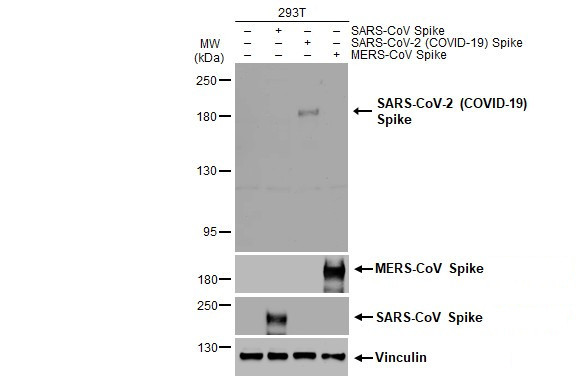 SARS-CoV-2 Spike Protein S2/S2' (strain Wuhan-Hu-1) Antibody in Western Blot (WB)