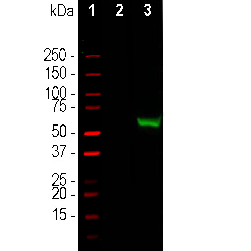 Cas9 Antibody in Western Blot (WB)