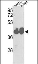 IDH1 Antibody in Western Blot (WB)