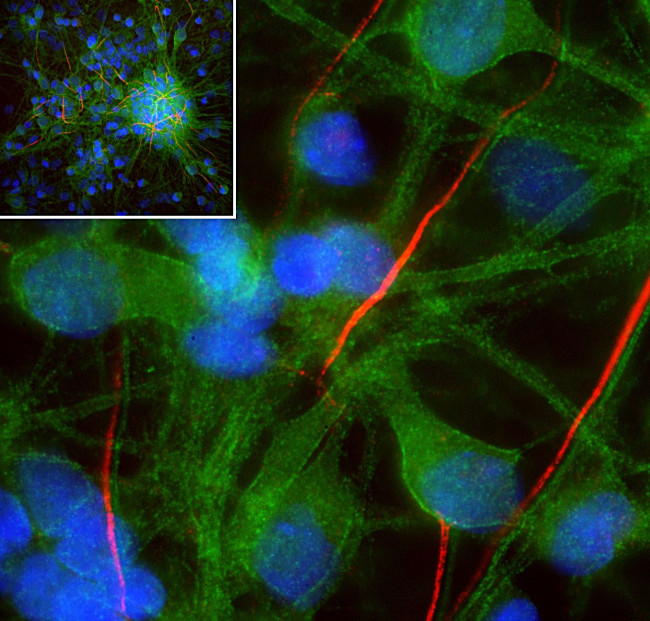 SPTAN1 Antibody in Immunocytochemistry (ICC/IF)