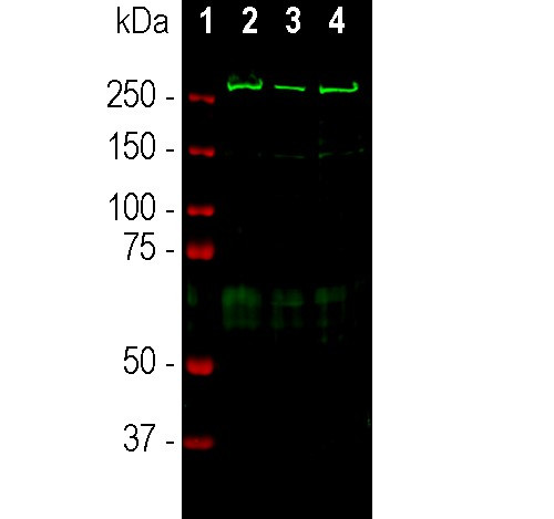 SPTAN1 Antibody in Western Blot (WB)