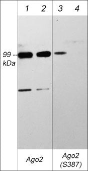 Phospho-AGO2 (Ser387) Antibody in Western Blot (WB)
