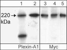 Plexin-A1 Antibody in Western Blot (WB)