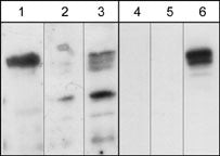 Plexin-A1 Antibody in Western Blot (WB)