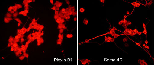 PLXNB1 Antibody in Immunocytochemistry (ICC/IF)