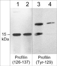 Phospho-Profilin 1 (Tyr129) Antibody in Western Blot (WB)
