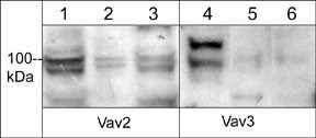 VAV3 Antibody in Western Blot (WB)