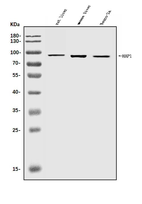 HAP1 Antibody in Western Blot (WB)