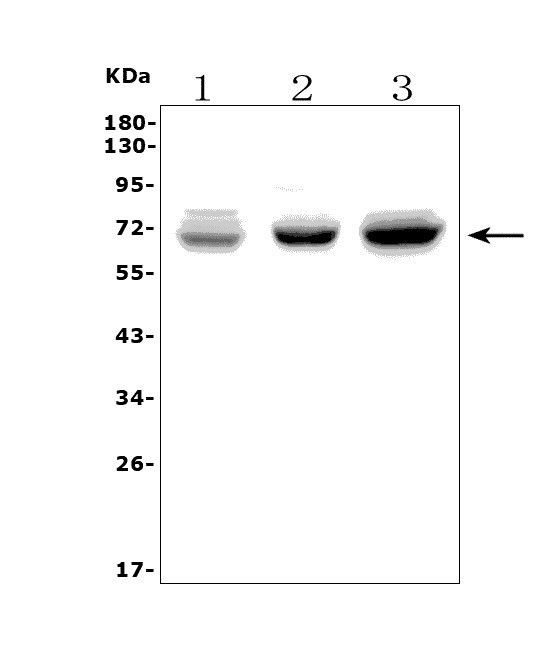 CALM Antibody in Western Blot (WB)