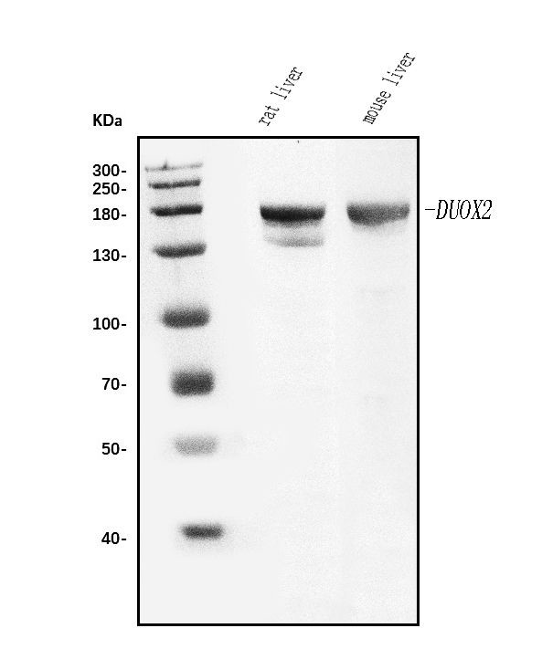 DUOX2 Antibody in Western Blot (WB)