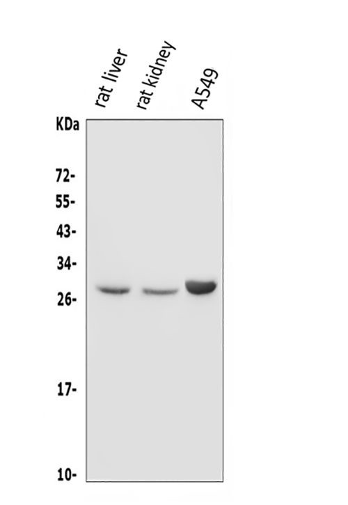 DIO1 Antibody in Western Blot (WB)