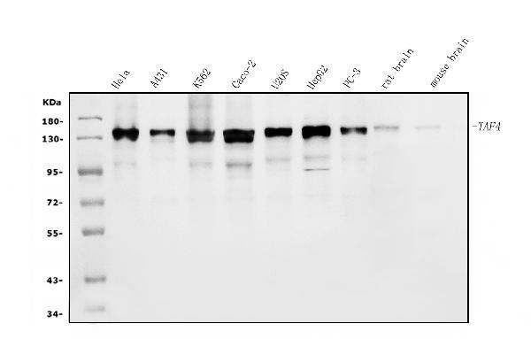 TAF4 Antibody in Western Blot (WB)