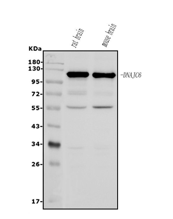 DNAJC6 Antibody in Western Blot (WB)