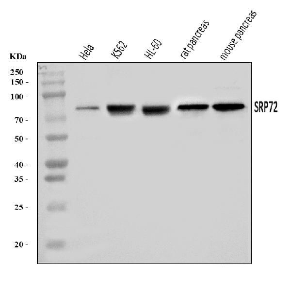 SRP72 Antibody in Western Blot (WB)