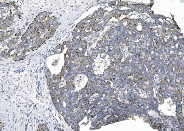 CHCHD10 Antibody in Immunohistochemistry (Paraffin) (IHC (P))