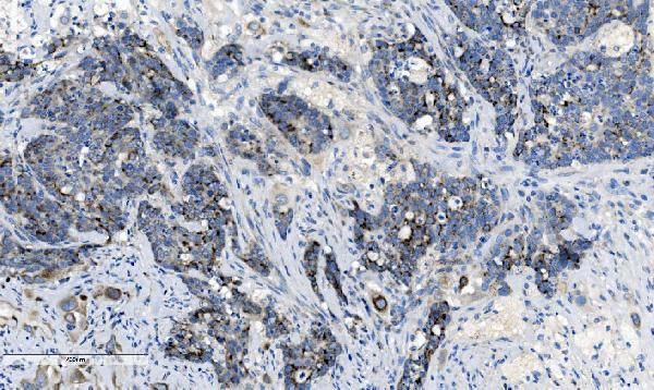 CHCHD10 Antibody in Immunohistochemistry (Paraffin) (IHC (P))