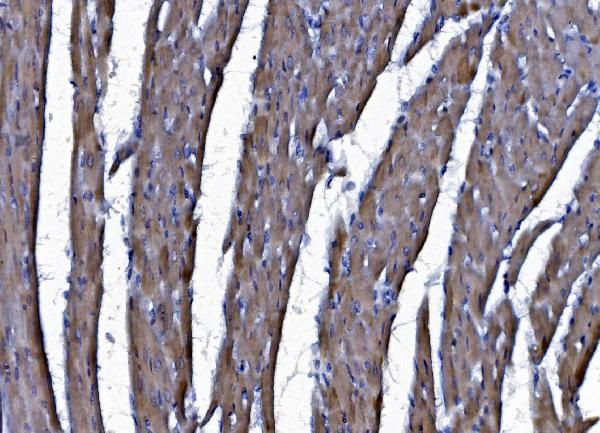 CHCHD10 Antibody in Immunohistochemistry (Paraffin) (IHC (P))