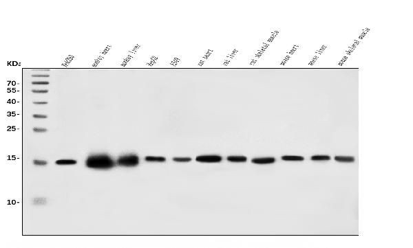 CHCHD10 Antibody in Western Blot (WB)