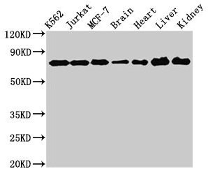 DDX3 Antibody in Western Blot (WB)