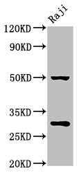 Prohibitin Antibody in Western Blot (WB)