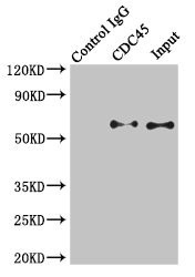 Cdc45L Antibody in Immunoprecipitation (IP)