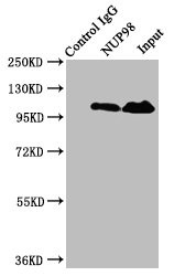 NUP98 Antibody in Immunoprecipitation (IP)