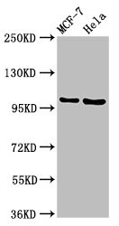 NUP98 Antibody in Western Blot (WB)