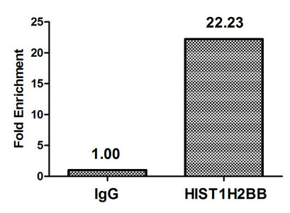 Acetyl-HIST1H2BB (Lys5) Antibody in ChIP Assay (ChIP)